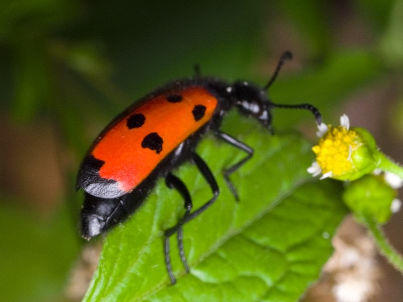 Mylabris quadripunctata (Linnaeus, 1767)